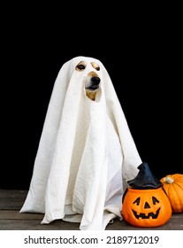 Dog Dressed Ghost White Sheet Halloween Stock Photo 2189712019 ...