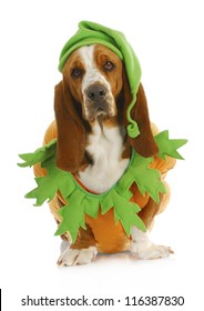 Dog Dressed Up For Halloween - Basset Hound Wearing Pumpkin Costume Sitting On White Background