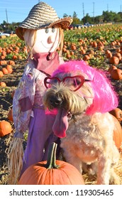 Dog dressed in a halloween costume in a pumpkin patch