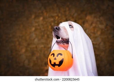 A dog dressed as a Halloween ghost. A golden retriever sits in an autumn park with orange pumpkins and a bucket of candy. - Shutterstock ID 2200823645