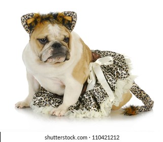 Dog Dressed Like A Cat - English Bulldog Wearing Cat Costume On White Background