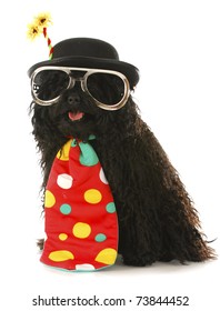 Dog Dressed Like A Clown - Corded Puli Wearing Clown Costume On White Background