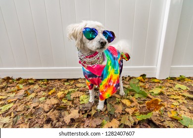 Dog Dressed Up Like A Hippie. Wearing Tye Dye Shirt, Necklace And Sunglasses.