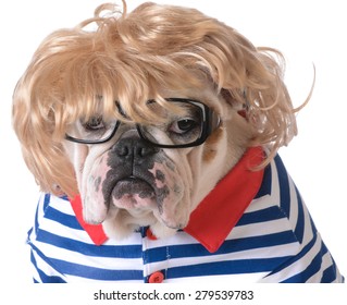 Dog Dressed Up Like A Human With Wig, Glasses And Shirt On White Background