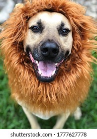 Dog Dressed As A Lion