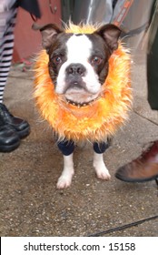 Dog dressed up for Mardi Gras