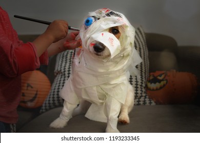 DOG DRESSED AS A MUMMY OR ZOMBIE FOR A HALLOWEEN  COSTUME PARTY WITH TOILET PAPER, BLOOD AND DEAD EYE. CHILD HANDS MAKING UP.