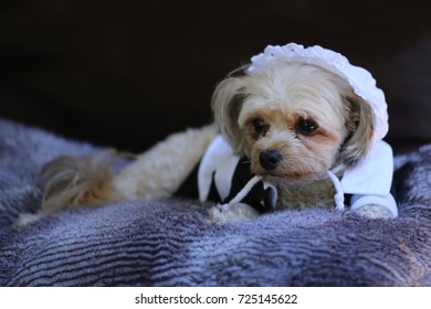 Dog Dressed As Pilgrim For Thanksgiving