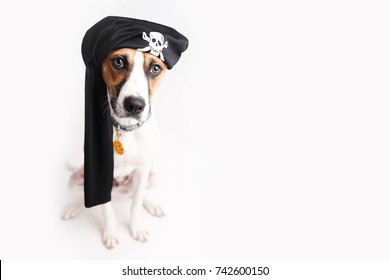 Dog Dressed Up As A Pirate For Halloween