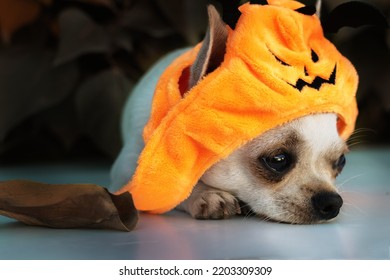 A dog dressed as a pumpkin for Halloween. An adorable white chihuahua lying on background of leaves in autumn on the holidays.