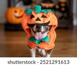 Dog Dressed as Pumpkin for Halloween – Cute Pet in Festive Costume