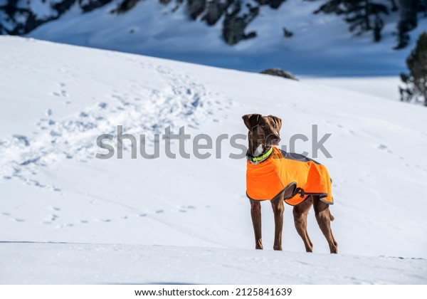 Dog dressed in\
reflective vest in the snowy mountain. Snowy landscape. Sunny day\
in the Pyrenees. Winter\
season.