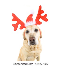 Dog Dressed Up In Reindeer Antlers