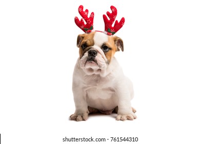 Dog Dressed Up As Rudolph