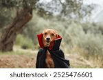 A dog is dressed in a vampire costume with a black cape and red collar, sitting outdoors. The playful Halloween costume contrasts with the peaceful nature setting.