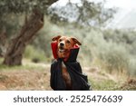 A dog dressed in a vampire costume with a black cape and red collar stands outdoors. The combination of the Halloween costume and the natural setting creates a fun, spooky scene.