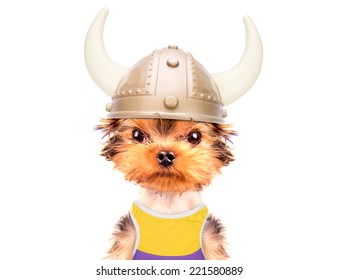 vikings dog jersey