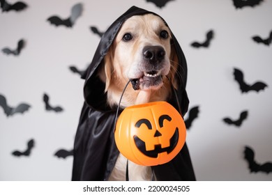 A dog dressed in a witch costume for Halloween. A golden retriever sits on a white background with bats and holds a candy pumpkin-shaped bucket in his teeth.
