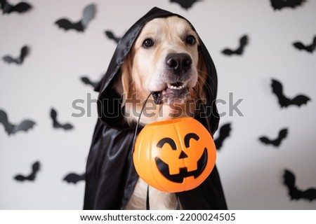 A dog dressed in a witch costume for Halloween. A golden retriever sits on a white background with bats and holds a candy pumpkin-shaped bucket in his teeth.
