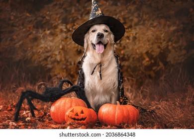 A dog dressed as a witch for Halloween. A golden retriever sits in a park in autumn with orange pumpkins and a large spider for the holiday.