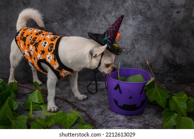 A dog dressed in a witch's hat for Halloween. An adorable and funny chihuahua looks for treats in a pumpkin on a dark background with green ivy.