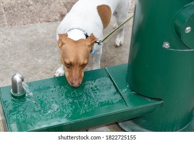 Dog Drink Water From A Dispenser