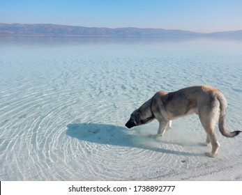 A dog drink water from the Salda lake in Burdur, Turkey, with an amazing white sand, clear sweet water and the mountains landscape, beautiful scene in summer or winter