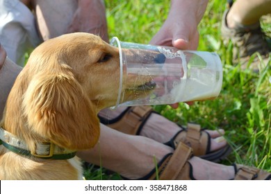 Dog Drinking Beer