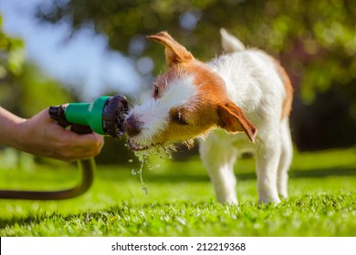 Dog drinking from a garden hose, Jack Russell Terrier
