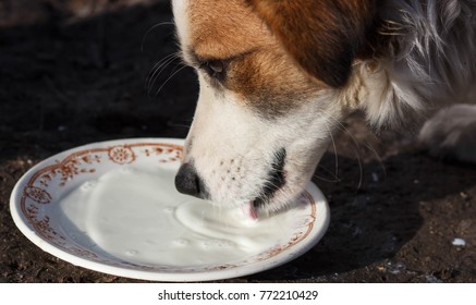 Dog Drinking Milk From Bowl