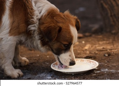 Dog Drinking Milk From Bowl. Clouse Up