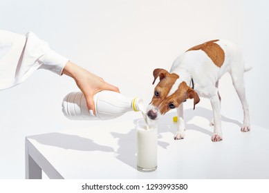 The Dog Is Drinking Milk From A Glass
