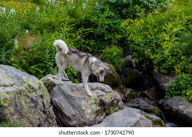A Dog Drinking From A Stream Summer