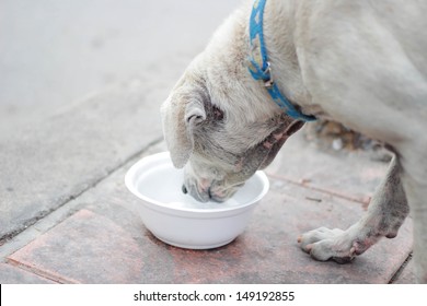 Dog Drinking Water.