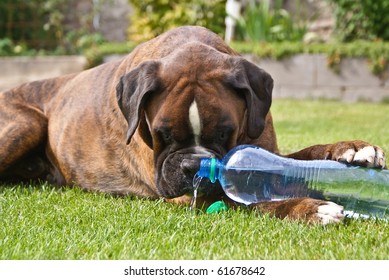 A dog drinking water from a bottle
