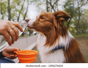 Dog is drinking water from the bottle on street