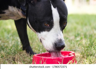 Dog Drinking Water From Bowl 