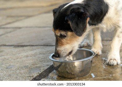 Dog Is Drinking Water From A Bowl In A Hot Summer - Jack Russell Terrier Doggy 10 Years Old