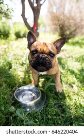 Dog Drinking Water From A Bowl Outdoors