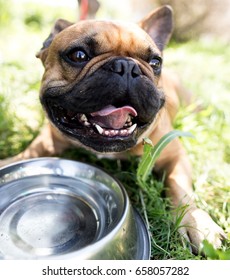 Dog Drinking Water From A Bowl Outdoors