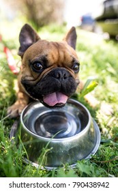 Dog Drinking Water From A Bowl Outdoors