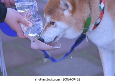A Dog Drinking Water From A Dog Water Dispenser