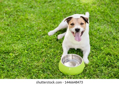 Dog Drinking Water From Doggy Bowl Cooling Down At Hot Summer Day