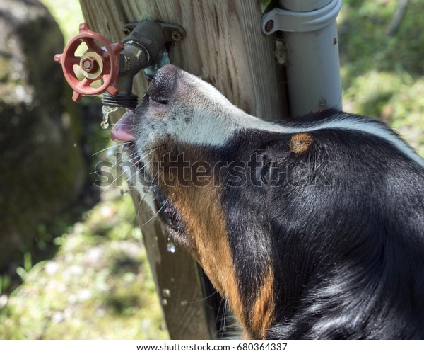 Dog Drinking Water Faucet Stock Photo Edit Now 680364337