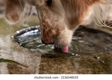 A Dog Drinking Water At The Fountain.