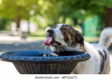 Dog Drinking Water From The Fountain