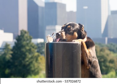 Dog Drinking Water From A Drinking Fountain In The Background Of A Big City Downtown. Houston, Texas, USA