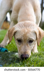 A Dog Drinking Water From A Garden Hose