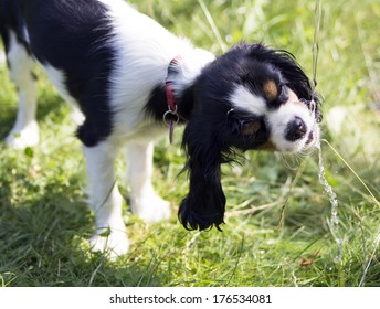 Dog Drinking Water From The Garden Tap