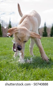 A dog drinking water from a hose